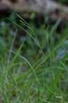 White edge sedge